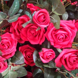 Wholesale Roses & Fresh Cut Flowers