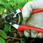 gardening