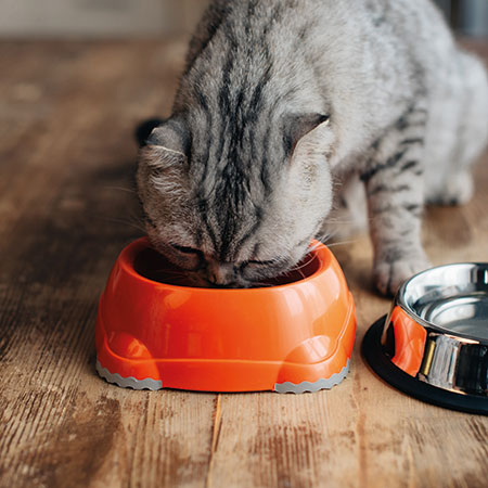 Pet-Supplies-Wholesale